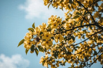 Wall Mural - Yellow blossoms adorning the dogwood branch.