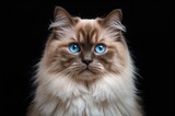 Stunning Ragdoll feline gazing at the lens, showcasing mesmerizing blue eyes and silky pale coat against a dark backdrop