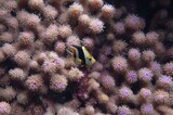 Tiny fish swimming among vibrant coral reefs underwater, showcasing nature's beauty and marine life patterns.