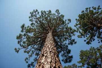 Wall Mural - Summer Landscape with Tall Trees and Bright Sky