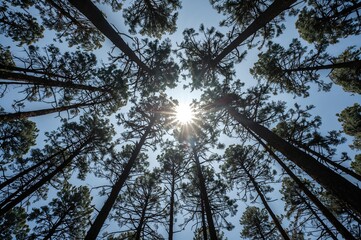 Wall Mural - Sunlight streaming through towering tree canopy against a clear blue sky
