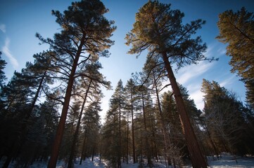 Wall Mural - lofty pine trees stretching up under a bright azure sky. a peaceful snowy woodland with sunlight fil