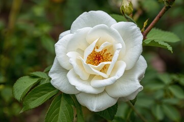 Wall Mural - detailed view of white rose petals and pollen on a flowering branch surrounded by green foliage, nat