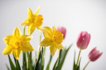 Wall Mural - blooming daffodils and tulips in springtime