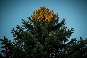 Wall Mural - Sunset light highlights the majestic top of a pine tree against a clear blue sky in a woodland area.