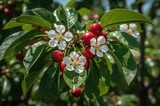 In June, the berries of the miniature cherry tree reach maturity.