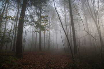Wall Mural - mystical summer mist enveloping the woods at dawn