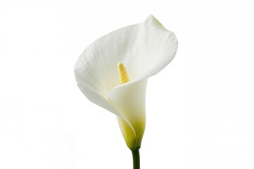 Wall Mural - elegant white zantedeschia blossoms with detailed natural backdrop