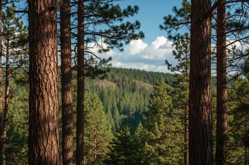 Wall Mural - Pine tree trunks standing tall with lush greenery behind, showcasing a vibrant summer scene in nature