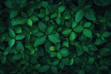 Wall Mural - Deep green foliage pattern, organic leaves serving as a natural backdrop wallpaper leaf cover design. background, pattern, abstract, texture, design, summer, isolated, nature, tree, spring