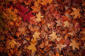Wall Mural - Background of autumn atmosphere with scattered dried leaves and vibrant multicolored foliage, flat lay with ample copy space from above