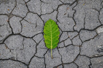 Wall Mural - a bright green durian leaf contrasts sharply with the rough, cracked surface of an old concrete road