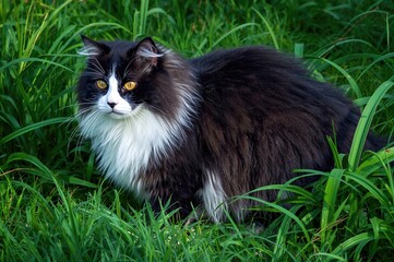 Wall Mural - monochrome feline amidst garden greenery