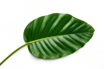 Wall Mural - Attractive tropical jackfruit foliage isolated on a white backdrop