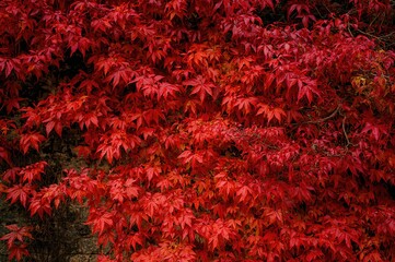 Wall Mural - Vibrant red and orange foliage backdrop for fall season.