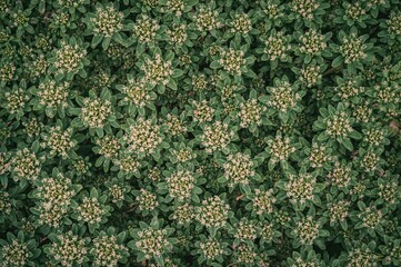Wall Mural - Blooming spring blossoms of Hylotelephium telephium and Sedum telephium, also known as Orpine and Sedum Stonecrop, floral pattern with vibrant green foliage from a top perspective.