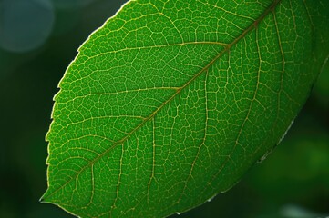 Wall Mural - Detailed close-up of a vibrant green leaf showcasing an intricate vein pattern. Ideal for use as a natural-themed advertising backdrop.