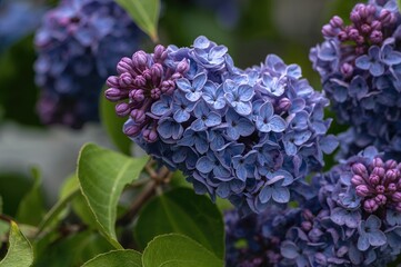 Wall Mural - Purple lilac blossoms on a shrub with a springtime backdrop, flora, greenery, seasonal, foliage, present, botanical, charm, park