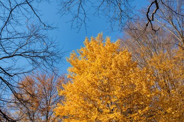 Wall Mural - Yellow Leaves on Tree Branches Under a Clear Blue Sky in Fall