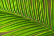 © Igor - Close up of a green palm leaf in the garden, stock photo