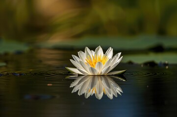 Wall Mural - Detailed View of Waterlily Blossoms Floating on the Surface