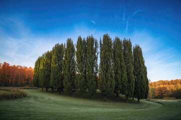 Wall Mural - Autumn View of a Winding Cypress Path