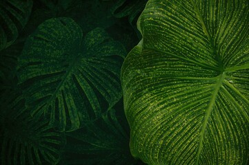 Wall Mural - Tropical dark green leaf surface with exotic heliconia pattern