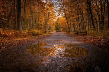 Wall Mural - Large water accumulation on a bumpy path during fall in the woods