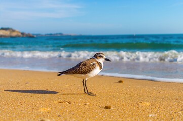 Wall Mural - Adorable Plover Bird by the Ocean with Sandy Beach Scenery