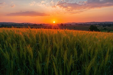 Wall Mural - at dusk, fresh green wheat blankets the countryside fields.