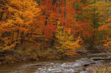 Wall Mural - Scenic fall woodland with vibrant foliage