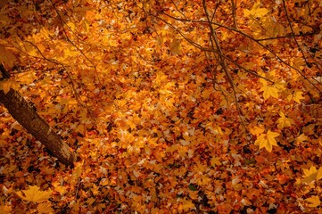 Wall Mural - vibrant yellow and orange leaves scattered in a forest setting, capturing the essence of the fall se