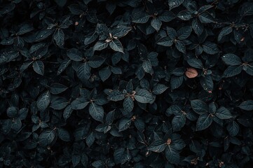 Wall Mural - Black leaves backdrop with natural organic texture