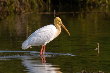 Wall Mural - A large wading bird with long legs and white plumage stands in the water, belonging to the Platalea genus.