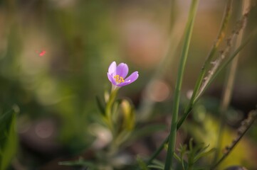Wall Mural - Macro photo of a small purple flower with green leaves and grass in the background
