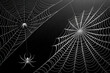 © Riverruno - Intricate Spider Webs with Spiders on Dark Background