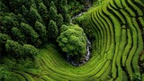 Aerial view of green tea plantation terraces with trees and lush vegetation.