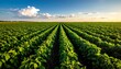 © Apik - Soybean Field Under a Sunny Sky.