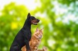 © BillionPhotos.com - Cute beautiful dog and cat posing outdoor