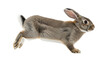 © Iram - European wild rabbit running and jumping in motion isolated PNG with Transparent Background