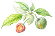 © Rina_Akther - Watercolor illustration of a physalis peruviana plant with ripe and unripe fruits and green leaves isolated on transparent background