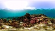 © Khairarani - Underwater coral reef panorama (10)