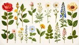 Collection of Vintage Botanical Flower Illustrations on a Light Background.