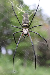 spider on the web