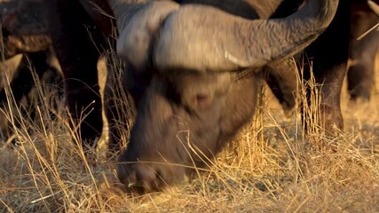 Wall Mural - Close up of Cape buffalo herd grazing on dry grass at sunset golden light