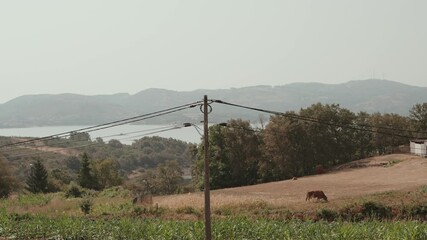 Wall Mural - brown cow grazing on open field with trees hills and lake in background portugal