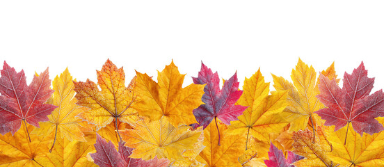 Wall Mural - Colorful autumn maple leaves arranged in decorative border pattern, isolated on transparent background