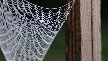 Captivating spider web swaying gracefully in gentle breeze along wooden fence