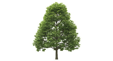Isolated tree with lush green leaves and a sturdy trunk in a natural setting, landscape