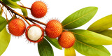 Fresh rambutan fruits with vibrant red skin and white flesh on a branch with green leaves